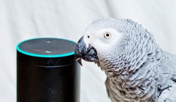 Parrot uses Amazon Alexa to shop while his owner is away!