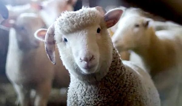 French school enrolls 15 sheep as students in ceremony attended by students, teachers