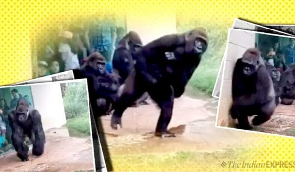 Watch: Hilarious video of gorillas trying to stay out of rain goes viral