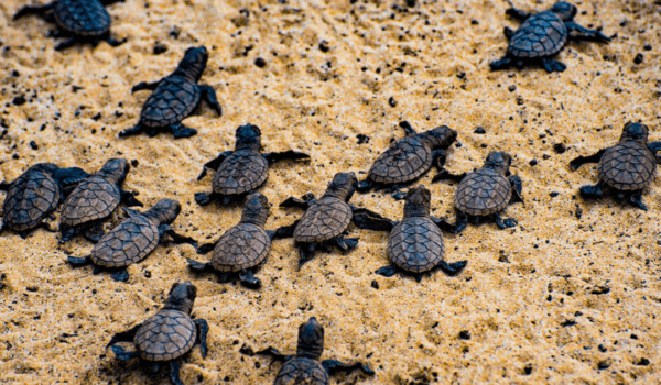 93 Rare Hawksbill Baby Turtles Hatch on Fujairah Beach