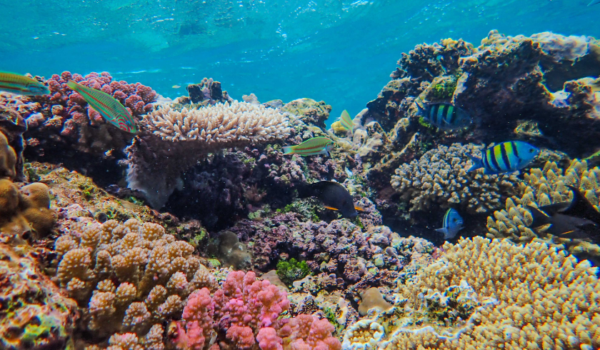Abu Dhabi Major Drive in Marine Restoration