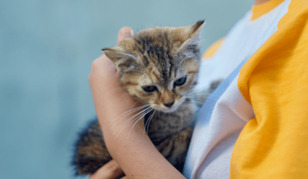 Dubai Opens New Animal Welfare Shelter to Boost Pet Adoption